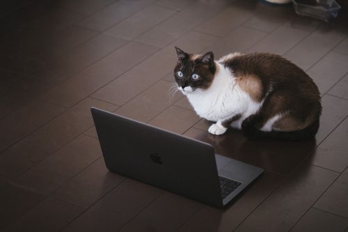 パソコンの前で集中している猫